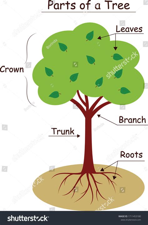 tree parts biological structure diagram stock vector royalty   shutterstock