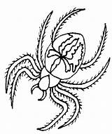 Spider Coloring Pages Anansi Template Minecraft Drawing Redback Color Animal Print Back Colouring Templates Sheets Shape Getdrawings Popular sketch template