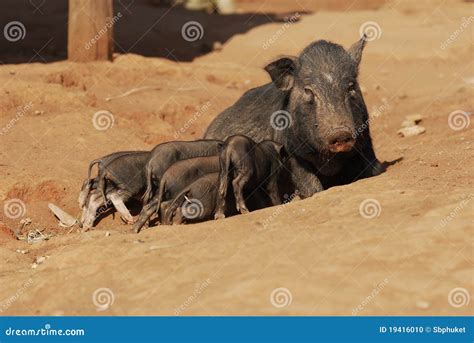 pigs family stock photo image