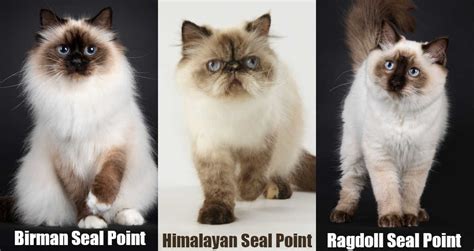 seal point cats fun facts  breeds  seal point colors