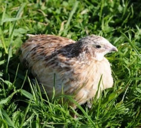 কোয়েলের ডিম ও মাংসের উপকারীতা quail raising quail