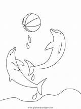 Delphine Delfine Ausmalen Tiere sketch template