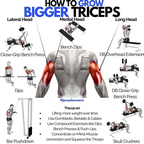 triceps workouts unleash  arms growth exercice musculation architektur