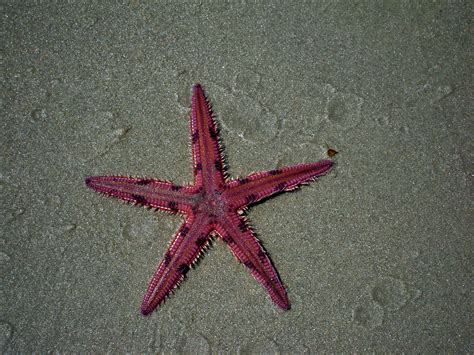 cool starfish animals starfish octopus