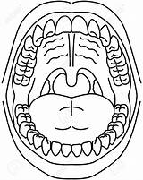 Oral Cavity Clipart Jama Ustna Clipground Wyświetl Obrazy Podobne sketch template