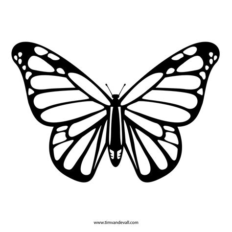 black  white drawing   butterfly