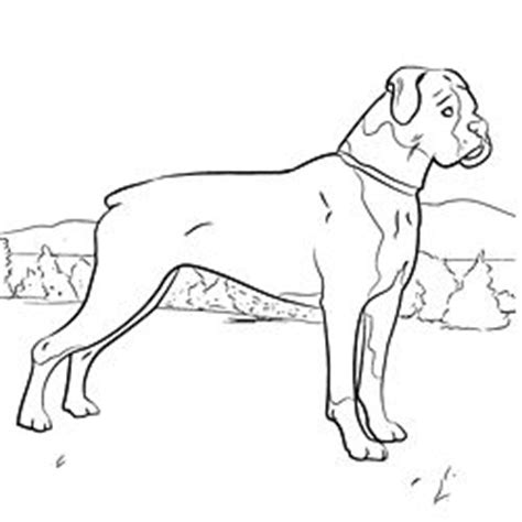 beautiful photograph adult coloring pages  boxer dogs dog