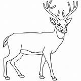Coloring Pages Buck Deer Whitetail Color Doe Outline Printable Drawing Print Hunting Kids Template Getcolorings Realistic Drawings Paper 53kb 600px sketch template