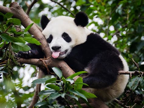ancient pandas ate meat    bamboo study reveals  independent  independent