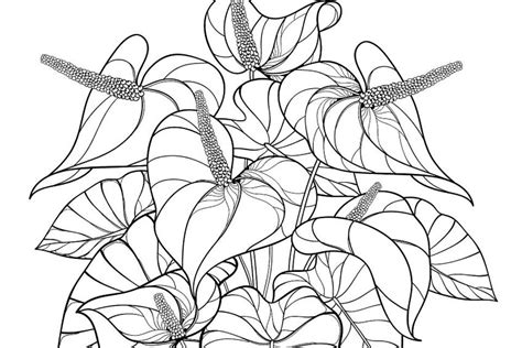 houseplants coloring pages  printable coloring pages  plants