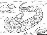 Rattlesnake Constrictor Poisonous Snakes Getdrawings sketch template