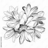 Rysunek Kwiaty Druku Bukiet Fleur Kwiatow Wazonie Croquis Graphiques Vectoriels sketch template