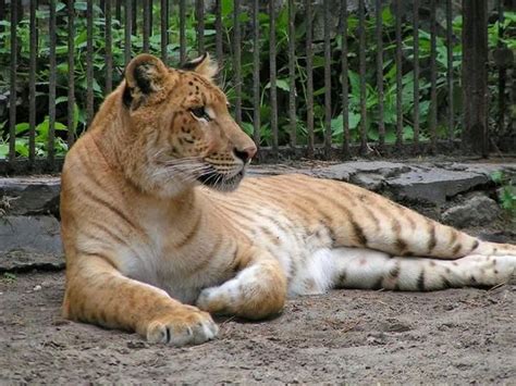 Tigon Tigon Rare Cats Hybrid Cat