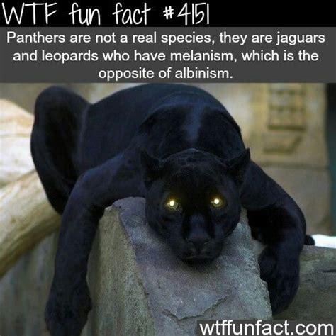we ll let panthers exist because we need the special black