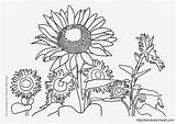 Coloring Kids Sunflowers Wallpaper Pages Windows Wallpapers Computer sketch template