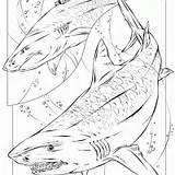 Shark Tiger Printable Coloring Book Sharks Freeprintable sketch template
