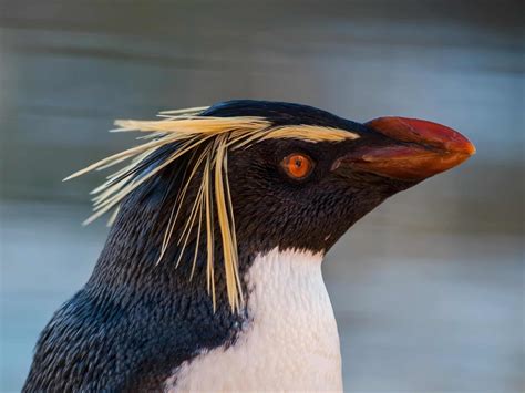 rockhopper penguin bird facts eudyptes chrysocome   animals