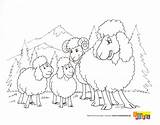 Owce Kolorowanka Kolorowanki sketch template