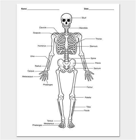 human body outline template  printable worksheets samples