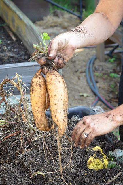 grow sweet potatoes organicgardening  images organic
