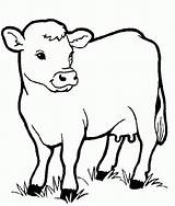 Coloring Printable Pages Cow Cows Kids Animals Animal Source sketch template