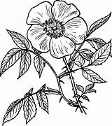 Single Flower Coloring Pages Color Printable Getcolorings Draw Drawings Print sketch template