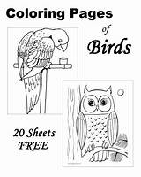 Coloring Pages Bird Printable Kids Cheerios Birds Template Sheets sketch template
