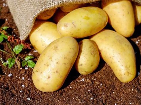 coltivazione delle patate una guida  principianti alla coltivazione  patate grandi  sane
