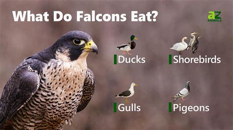 falcon bird facts falcons