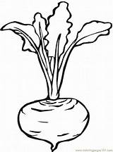 Radish Beetroot Vegetable sketch template