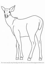 Sambar Deer Draw Drawing Step Animals Wild Tutorials sketch template
