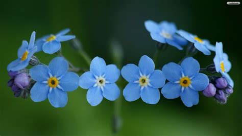 free download wallpapers flower flowers blue wallpaper 1920x1080