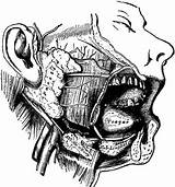 Salivary Glands Etc Clipart Usf Edu Medium Original Large sketch template