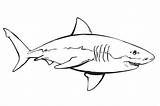 Kolorowanki Rekiny Rekin Kolorowania Wydruku Ryby Obrazki Zwierzęta Zwierzeta Aquarium Monterey Zwierzętami sketch template