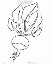 Turnip Coloring Pages Enormous Colouring Sheets Giant Red Kids Activities Printable Flag Botany Clipart Classroom Preschool Colorir Story Exploring Pre sketch template