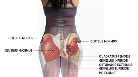 get to know your glute muscles—and how they support your practice