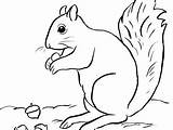Squirrel Coloring Pages Printable Getcolorings sketch template
