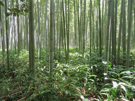 kyoto japan bamboo  photo  pixabay