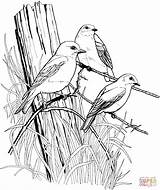 Birds Barbed Bluebird Drawings Pyrography Supercoloring Colouring sketch template