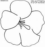 Big Flower Coloring Pages Colorings sketch template