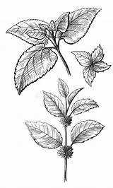 Peppermint Menthol Leaves sketch template