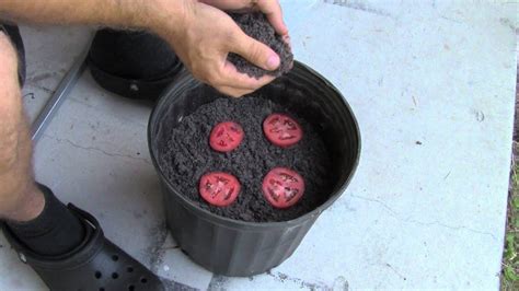 easiest   grow tomato seedlings youtube