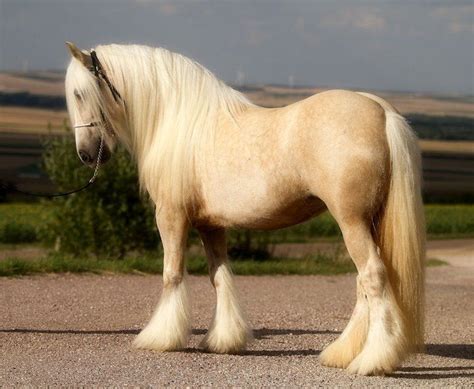 horse colors cremello palomino champagne perlino images  pinterest horses