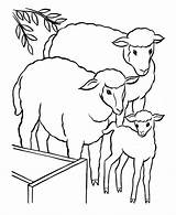 Coloring Sheep Lamb Ovca Agneau Coloringhome Lambs Flock Bojanke Buku Kartun Paskah Mewarna Coloriages Iklan sketch template
