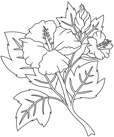 hibiscus coloring pages