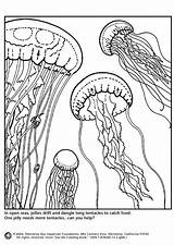 Jellyfish Meduse Qualle Medusas Quallen Kwallen Malvorlage Ausmalbild Medusa Educima Schulbilder Scarica Medienwerkstatt Educolor Schoolplaten Große Coloringhome sketch template