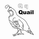 Coloring Letter Quail Pages Color Words Printable sketch template