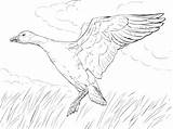 Goose Angsa Mewarnai Marimewarnai Paud Kumpulan Pemandangan Bullfinch Supercoloring sketch template