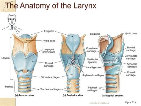 larynx structure