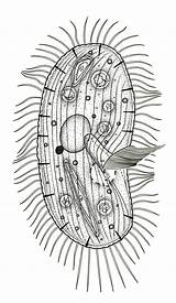 Protozoa Hieronymus Illustrations sketch template